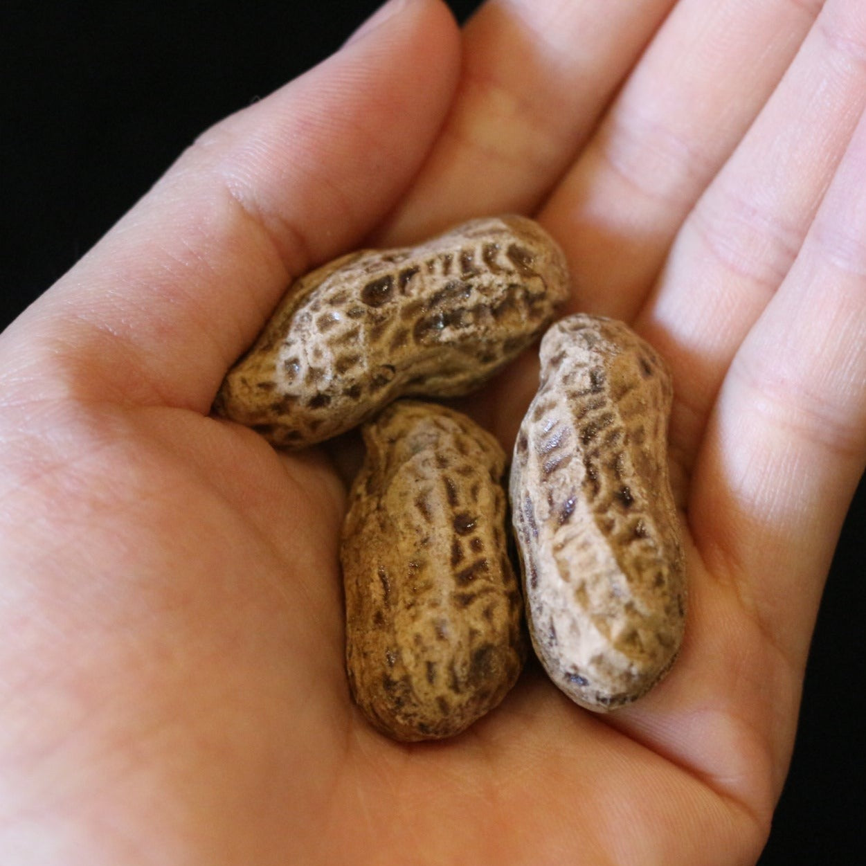 Clay Sculpture Imitating Peanuts