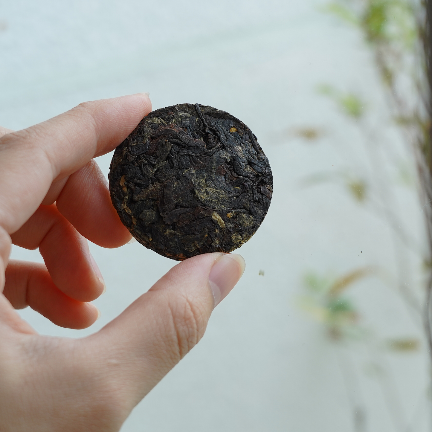 Puer Black Tea紅茶小茶餅